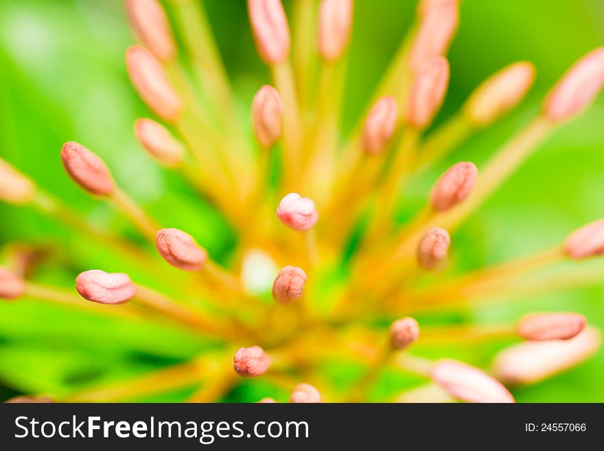 Photo Macro of pink Ixora