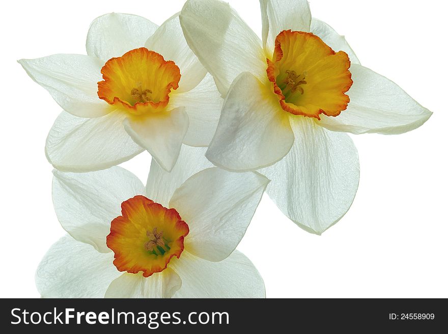 Daffodil flower on a white background