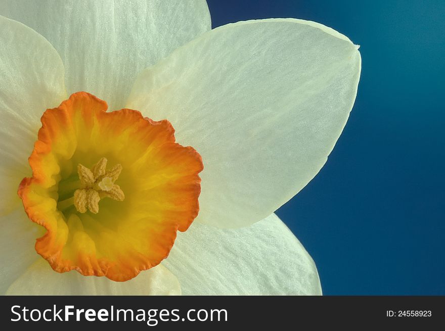 Daffodil flower on a blue background