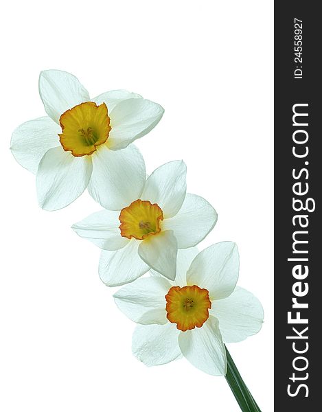 Daffodil flower on a white background