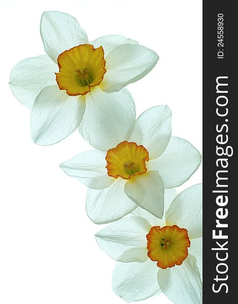 Daffodil flower on a white background