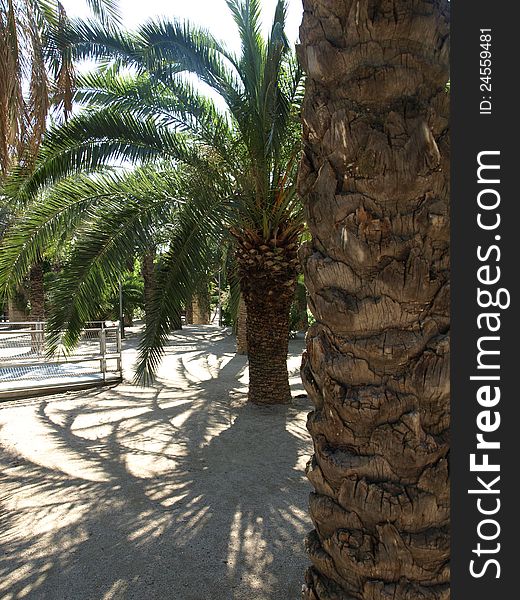 Green palms at sunny day in Barcelona