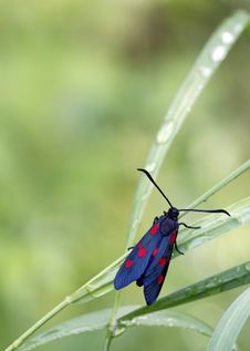 Six-spot Burnet Stock Photography