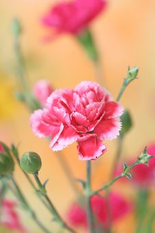 Carnation Royalty Free Stock Photography Carnation Royalty Free Stock Photography