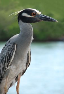 Yellow Crowned Night Heron Stock Photos Yellow Crowned Night Heron Stock Photos
