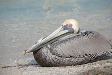 Resting Pelican Stock Photo