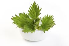Fresh Nettle In Bowl Royalty Free Stock Photography Fresh Nettle In Bowl Royalty Free Stock Photography