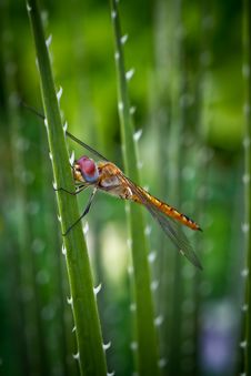 Yellow Dragonfly Stock Photo