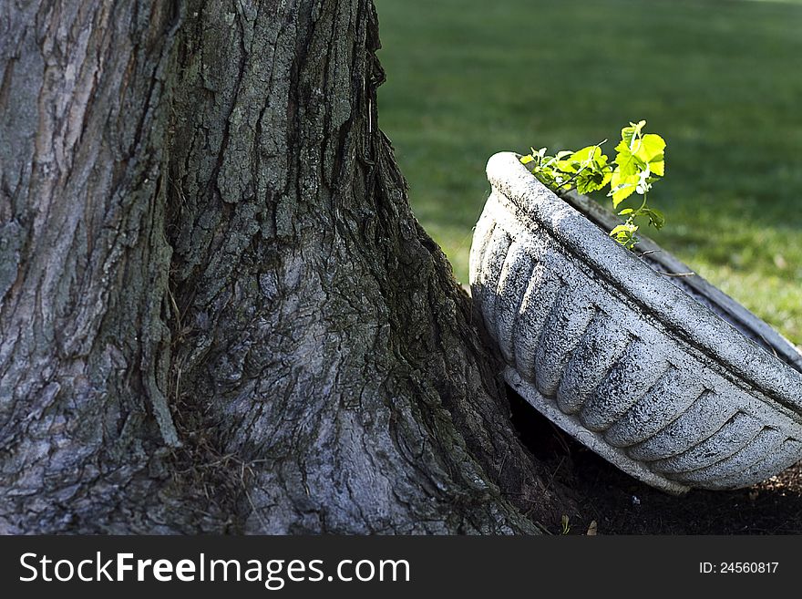 Large white planter resting next to large maple tree's base with evening sun kissing the brim. Large white planter resting next to large maple tree's base with evening sun kissing the brim
