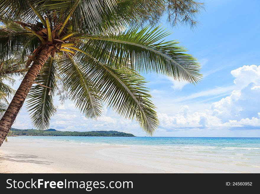 Coconut tree on the beach