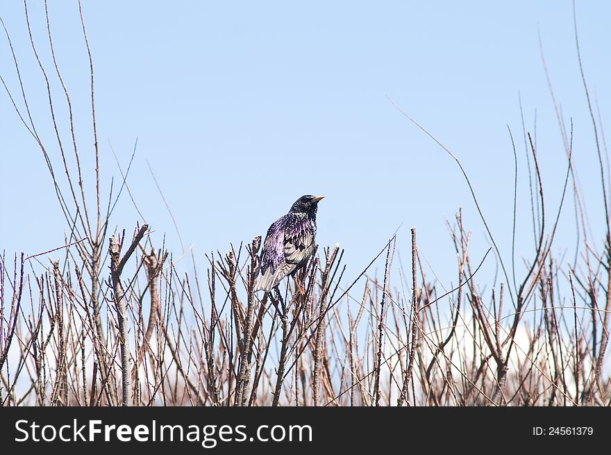 Bird sitting on a bush on a blue sky background. Bird sitting on a bush on a blue sky background