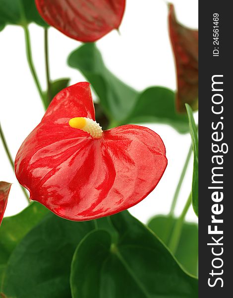 Red anthurium flower on the background of the whole plant