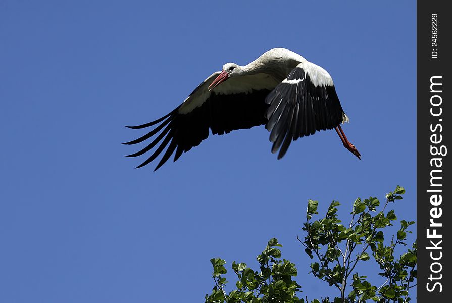 Stork in flight o n the blue sky. Stork in flight o n the blue sky