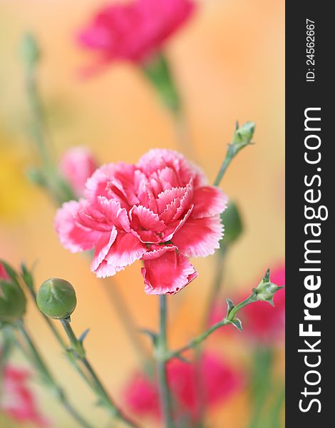 Close-up of pink carnation on orange background