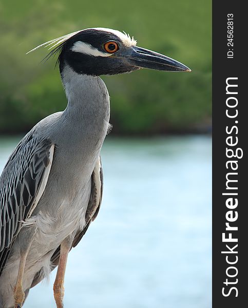 Yellow Crowned Night Heron up close