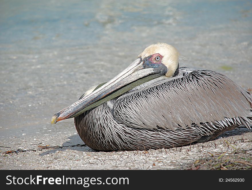 Brown Pelican resting at waters edge in a Sarasota Florida bay. Brown Pelican resting at waters edge in a Sarasota Florida bay