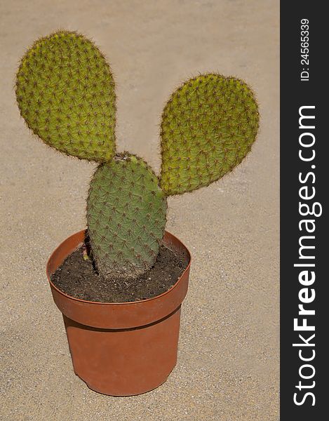 Funny cactus with Mickey Mouse head shape