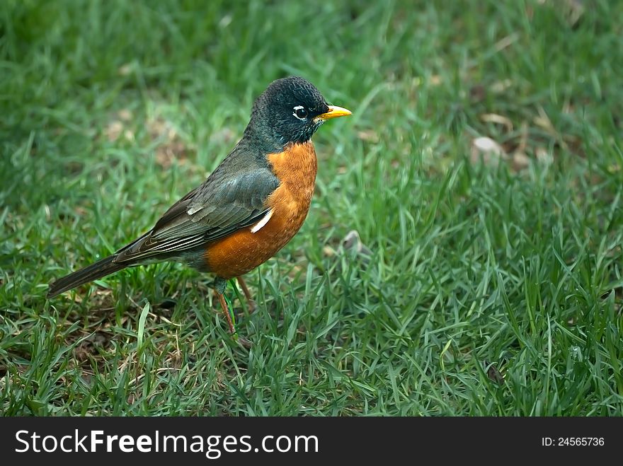 American Robin on grass background standing in profile. American Robin on grass background standing in profile.