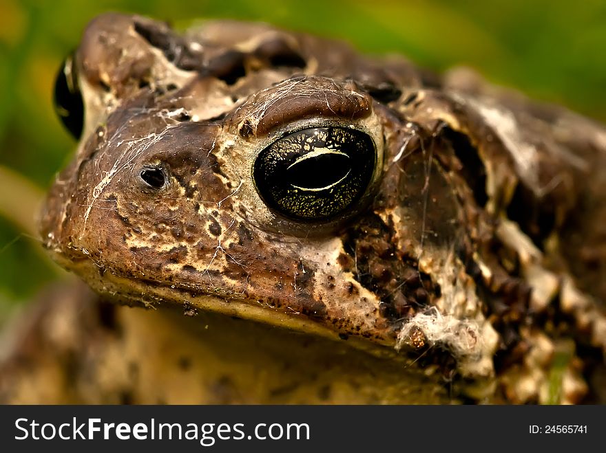 American Toad Portrait