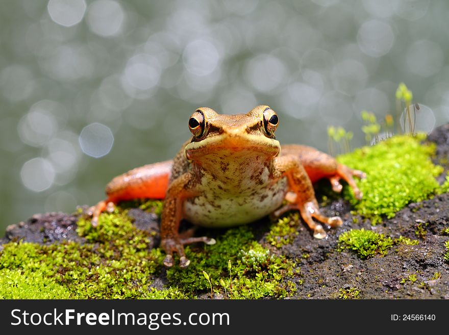A Brown Frog resting near a pool. A Brown Frog resting near a pool.