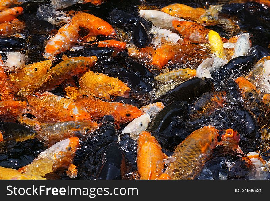 Koi fishes in crowds swimming in water. Koi fishes in crowds swimming in water.