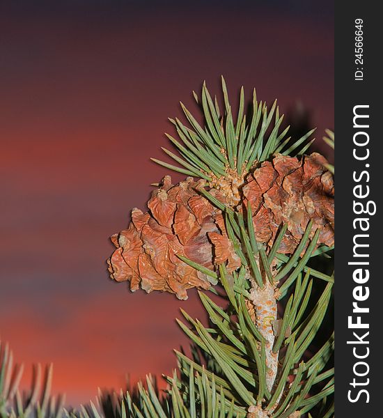 Pinion Pine Cones Against A Colorful Sky