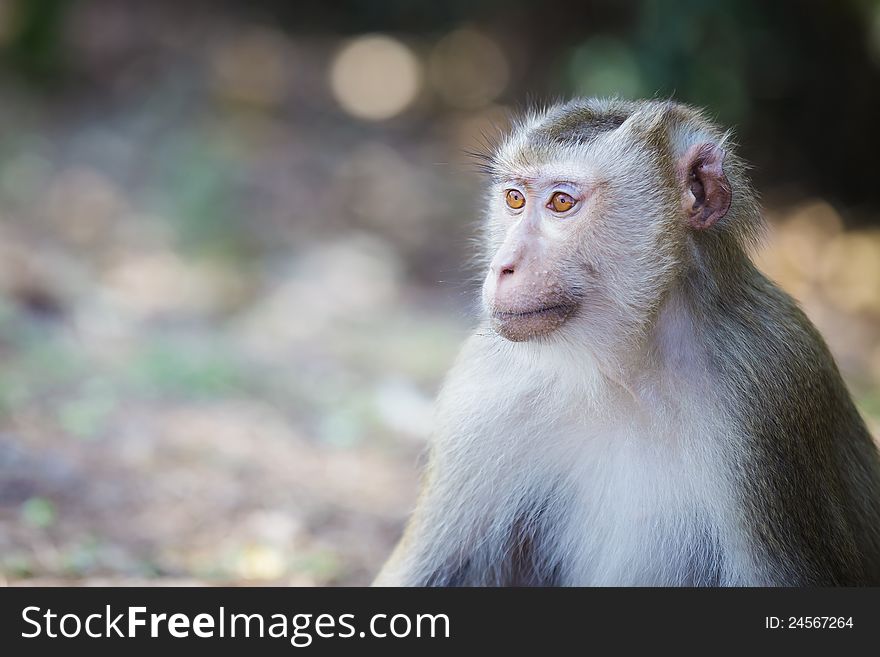 Monkey (Pig-tailed macaque)