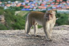 Crab-eating Macaque Monkey Royalty Free Stock Photo