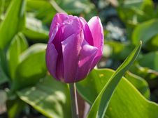 Tulip Royalty Free Stock Photos Tulip Royalty Free Stock Photos