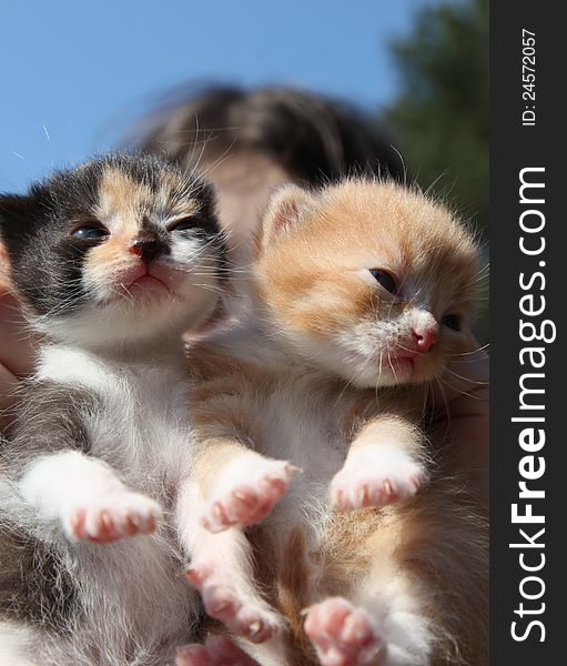 Cute kittens just opened their eyes to the knowledge of life