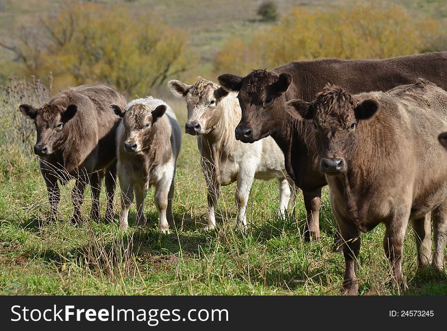 A small herd of angus cross cattle of mixed colors and ages, eyeballing the photograher cautiously. A small herd of angus cross cattle of mixed colors and ages, eyeballing the photograher cautiously.