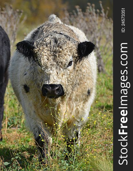 A frontal image of a contrasting colored black and white bull with a very shaggy/scruffy coat, staring directly at the photographer.