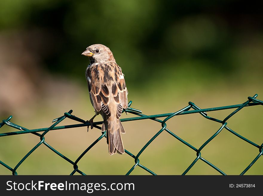 Bird on a fence on a sunny day