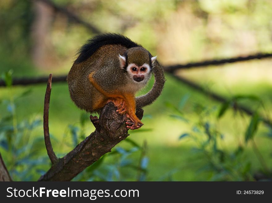 Monkey on a branch looking into the lens