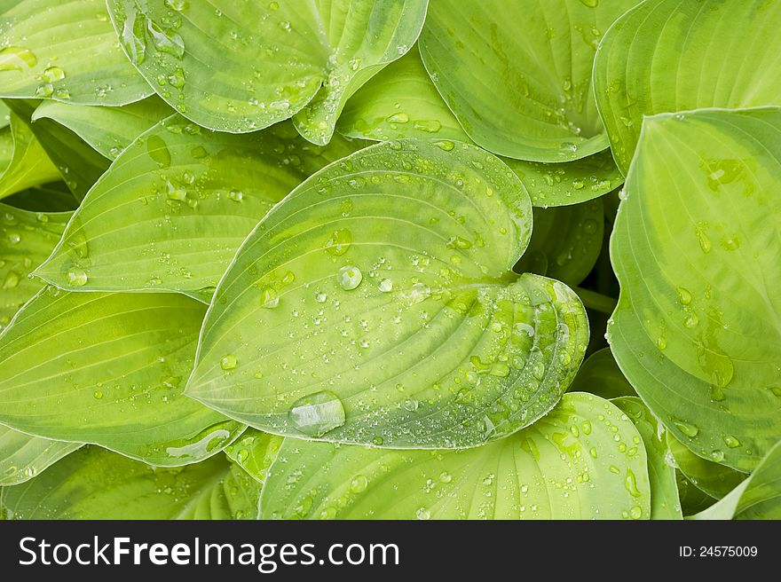 Raindrops sit on the leaves of a green hosta plant in the spring. Raindrops sit on the leaves of a green hosta plant in the spring.