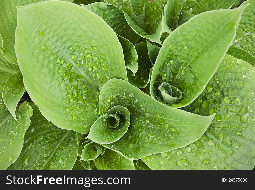 A green hosta uncurling its leaves in spring. A green hosta uncurling its leaves in spring.