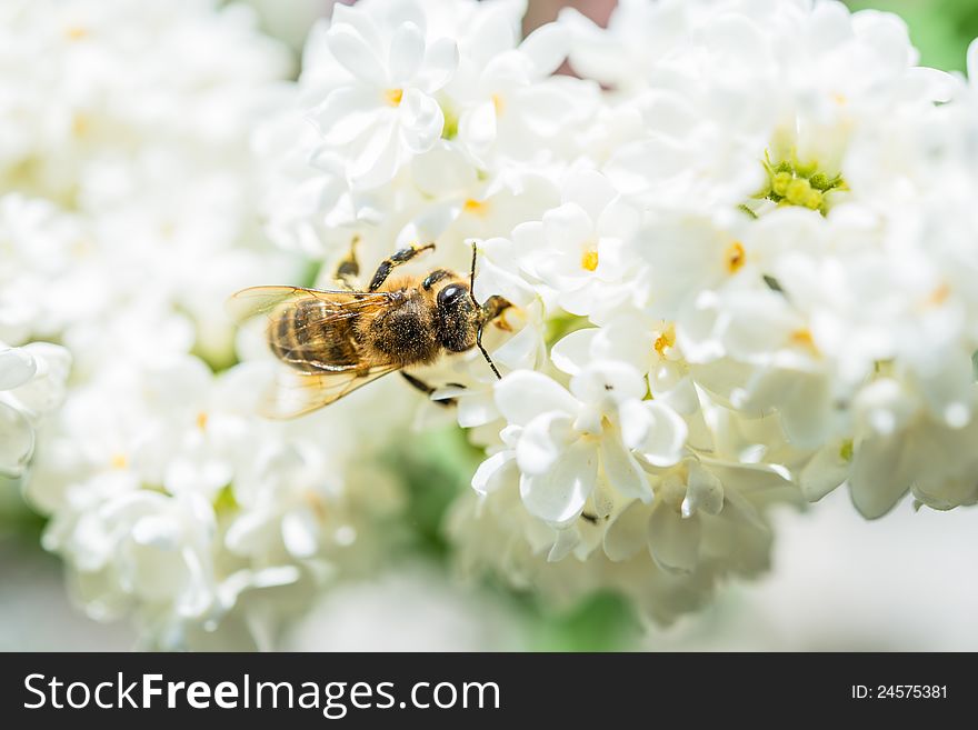 A bee pollinates a flowering tree . A bee pollinates a flowering tree .