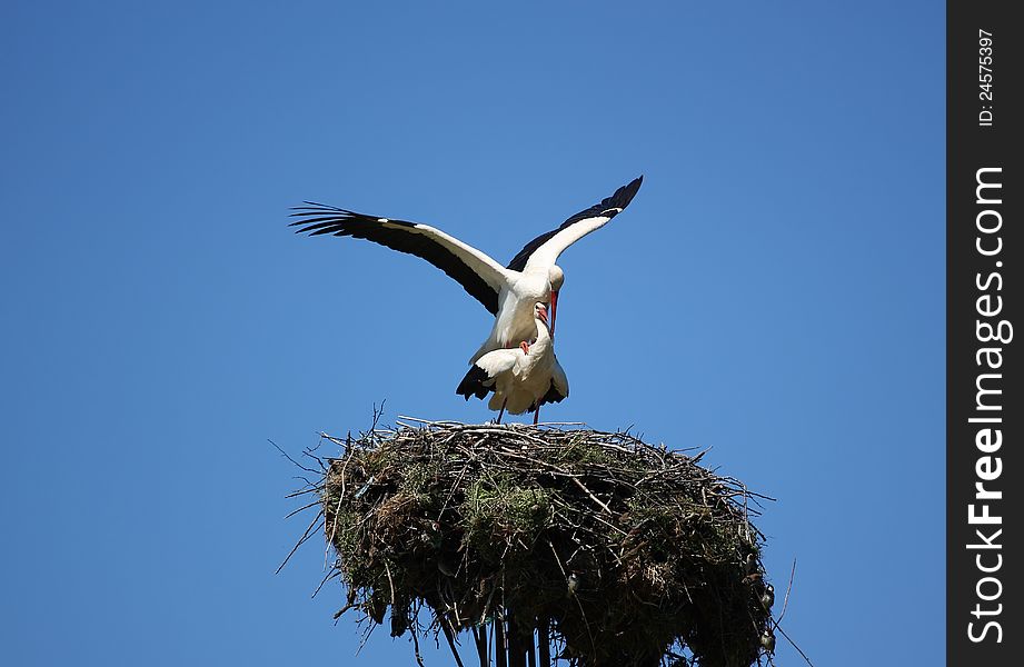 Two storks during generative period in the nest on a clear blue sky background