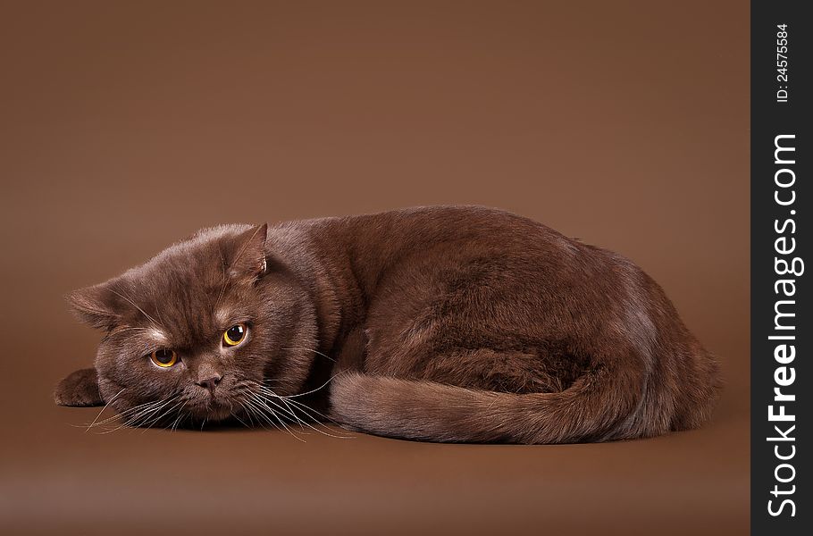 British cat on dark brown background