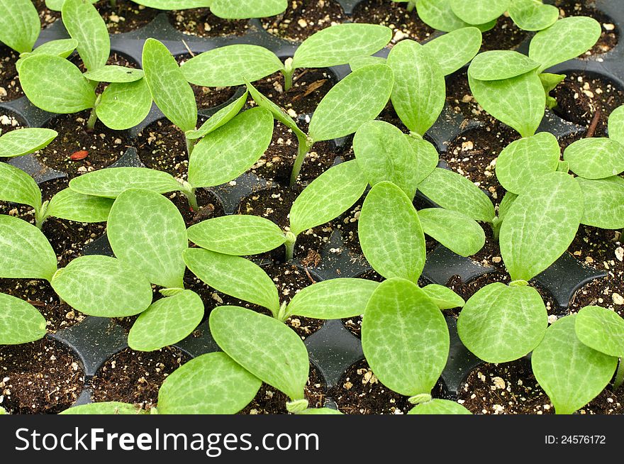 Squash seedlings