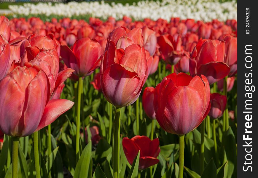 Tulips are starting to flower in the warmth of the spring