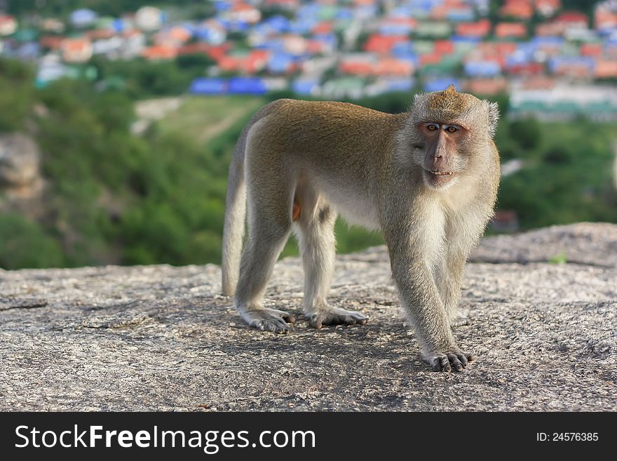 Crab-eating macaque monkey