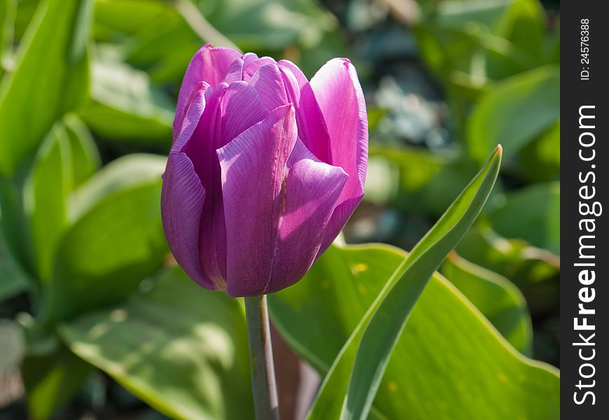 Tulips are starting to flower in the warmth of the spring