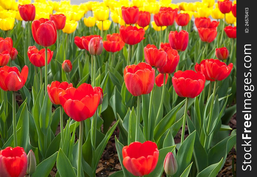 Tulips are starting to flower in the warmth of the spring