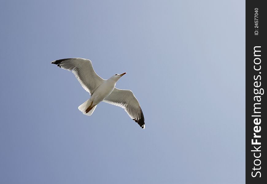 Seagull flying in the sky blue