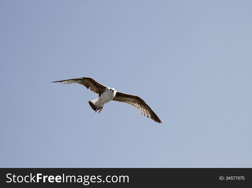 Seagull flying in the sky blue