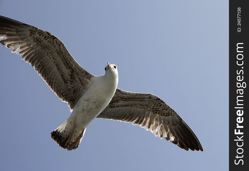 Seagull flying in the sky blue