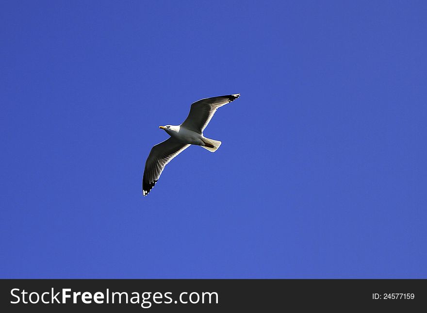 Seagull flying in the sky blue