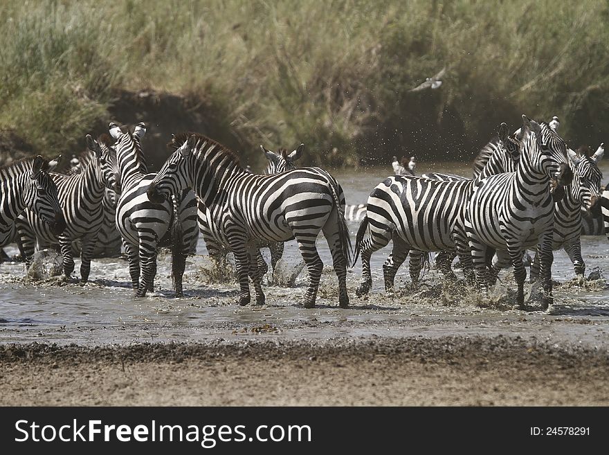 Burchell's Zebra fight for position in the waterhole for a drink, dangerous times as this is when the predators are about. Burchell's Zebra fight for position in the waterhole for a drink, dangerous times as this is when the predators are about.