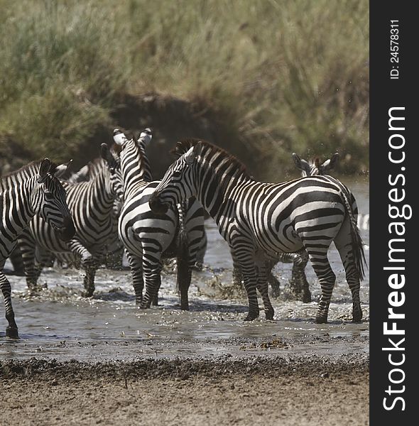 Busy drinking during the Great Migration, Burchell's Zebra get their fill. Busy drinking during the Great Migration, Burchell's Zebra get their fill.